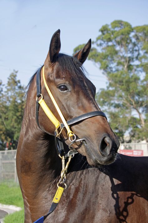 Ad Valorem Colt