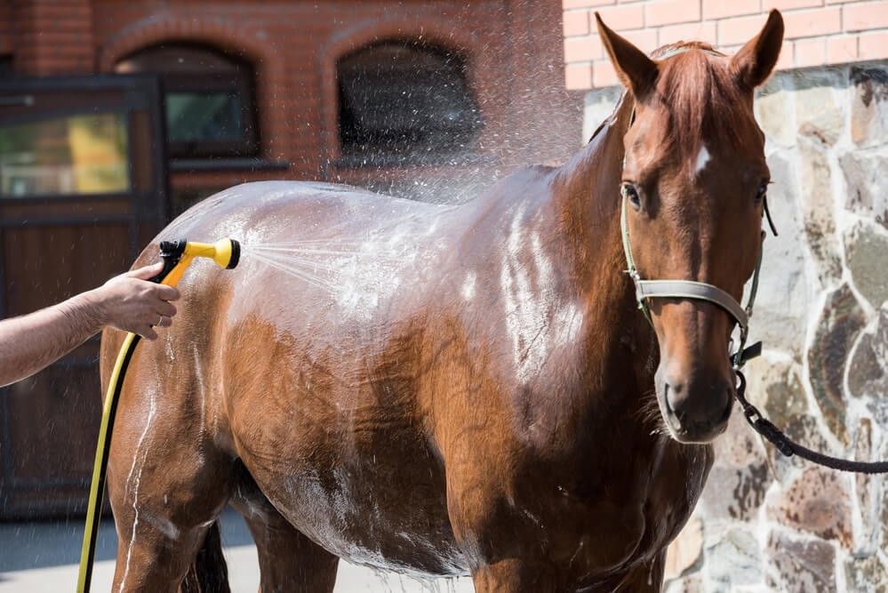 Horse Test