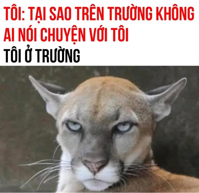 Panther