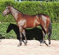 Torryburn Stud partners with Greg Eurell in Offering a stunning Snitzel Colt