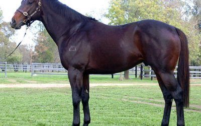 Eighth Stakes Winner for Danerich