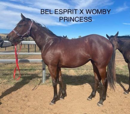 Bel Esprit x Womby Princess - LEASE