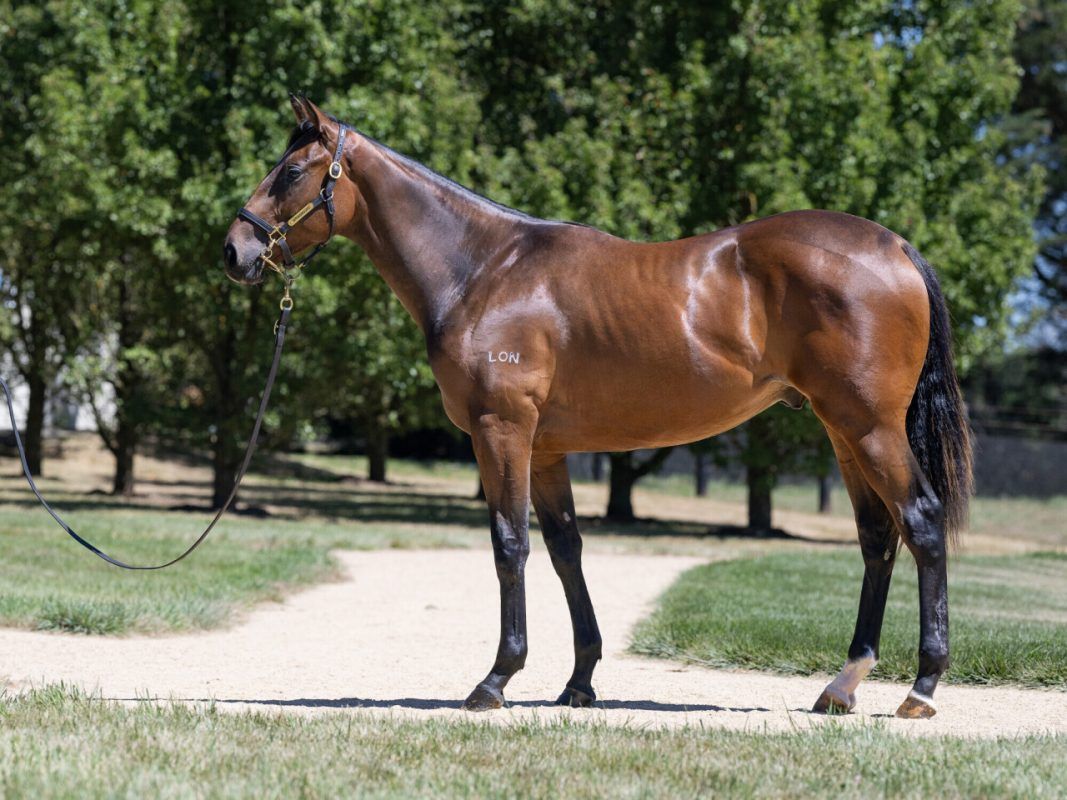 Brazen Beau X Lonsdale Lady 22