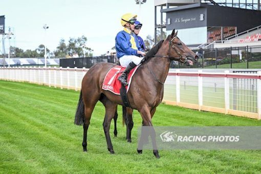 Toronado Queen
