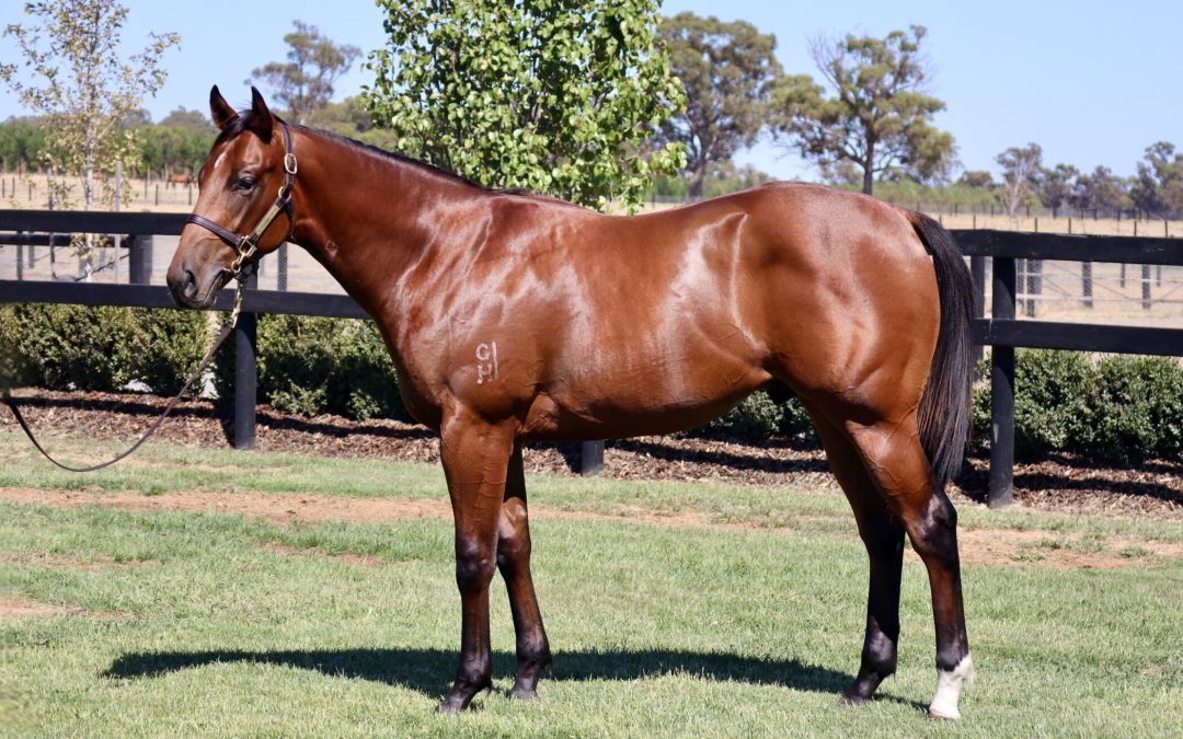 Spirit Of Boom X Swiss Kiss 23