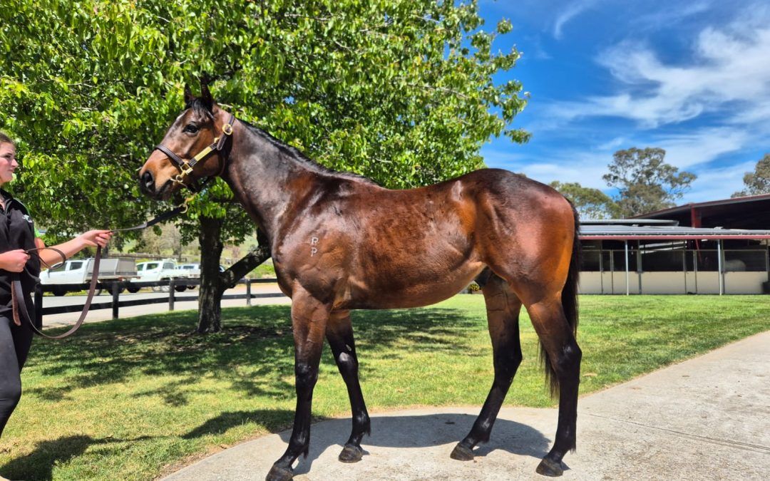 Cliff’s Edge x Grump’s Wonder 23