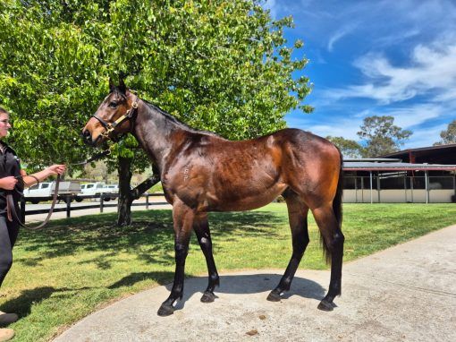 Cliff's Edge x Grump's Wonder 23