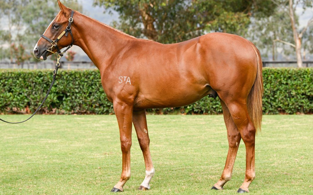 Tiger Of Malay X Ohana First