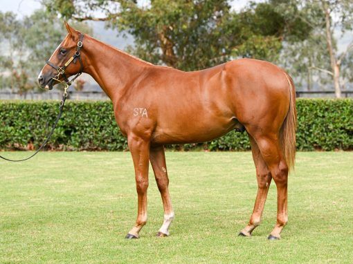 Tiger Of Malay X Ohana First