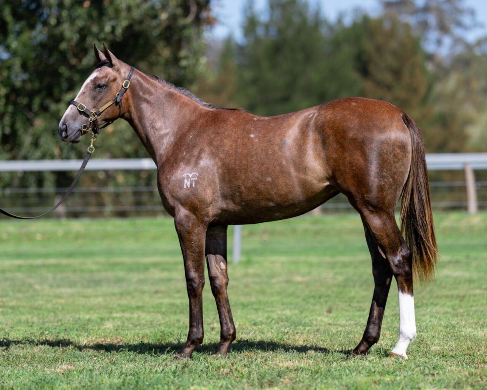 Tiger Of Malay X Texas Dancer 24