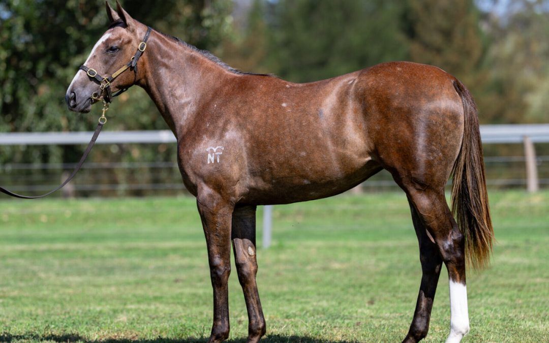 Tiger Of Malay X Texas Dancer 24