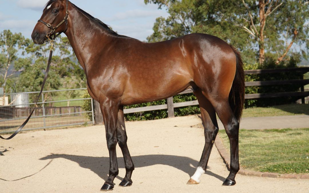 Shamus Award X Mighty Hoopla 24