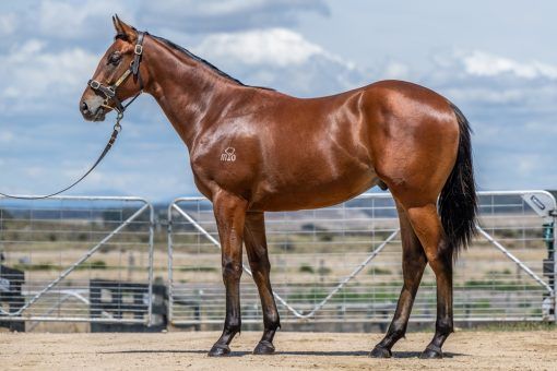 Diatonic X Ramatuelle 24