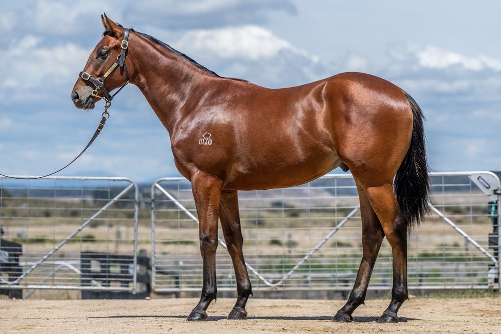 Diatonic X Ramatuelle 24