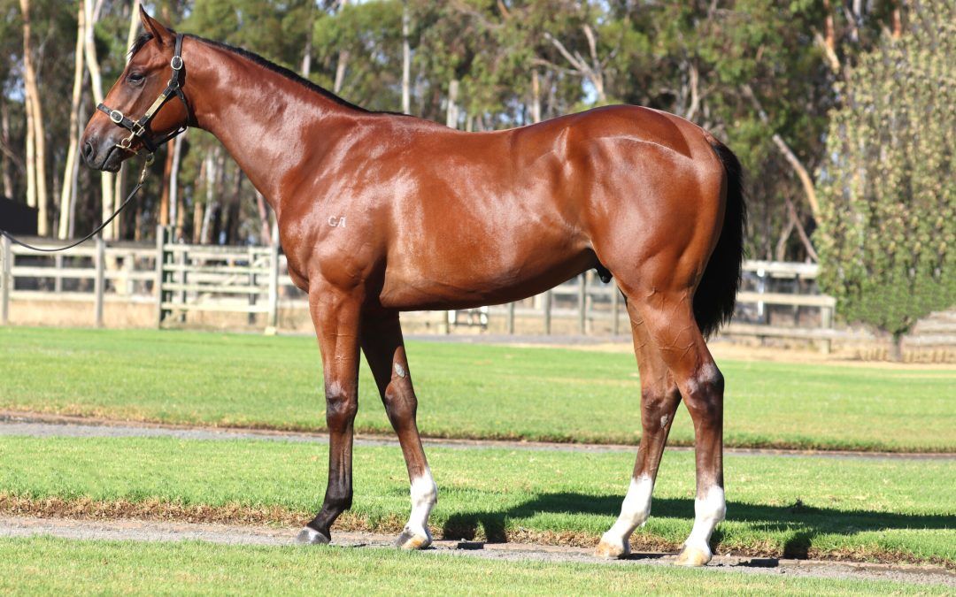 Exceed And Excel X Heavenly Curlin 24