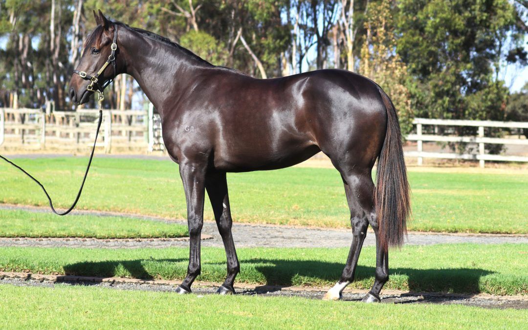 Shamus Award x Bellwether 24