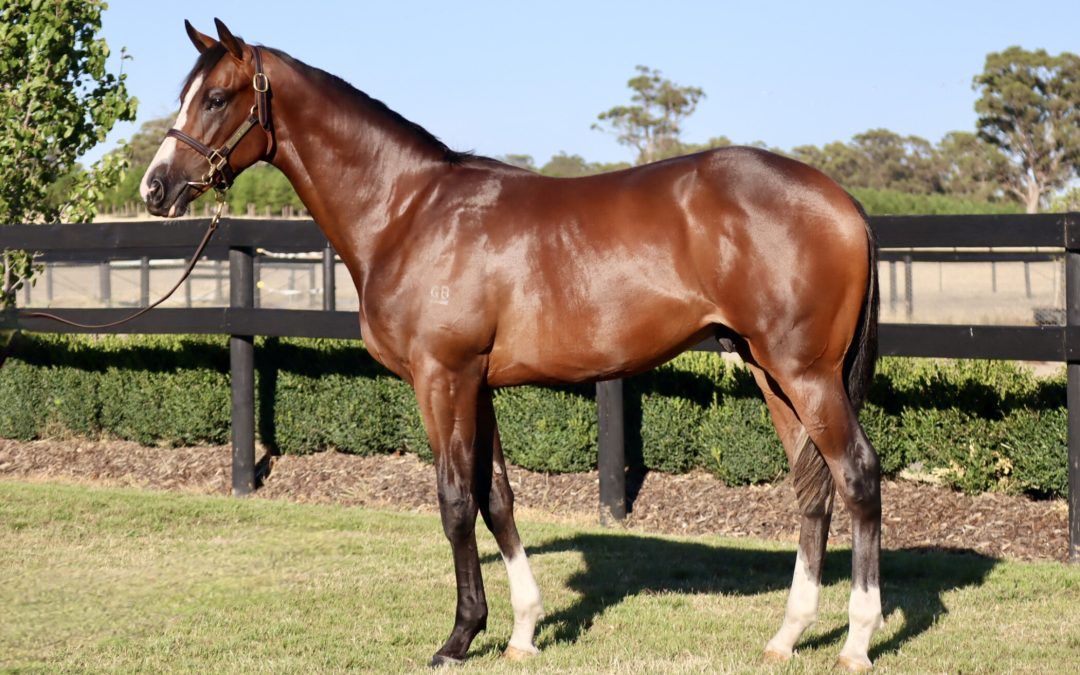 Toronado x Zurella 24