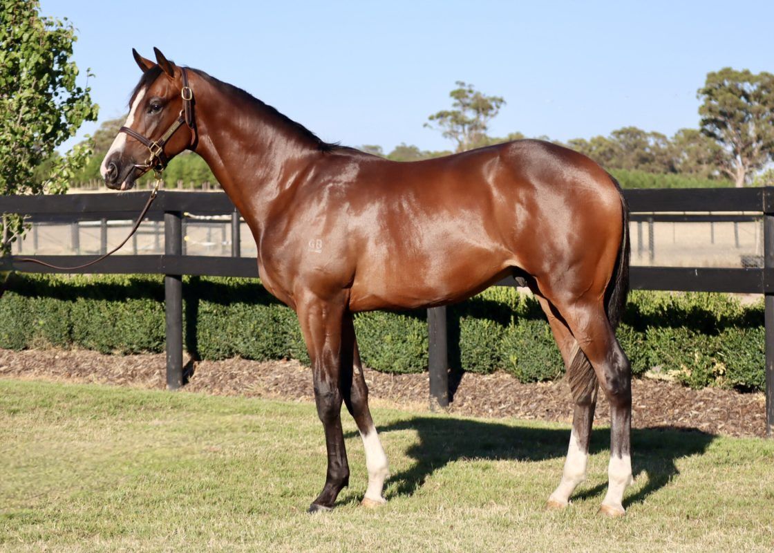 Toronado x Zurella 24