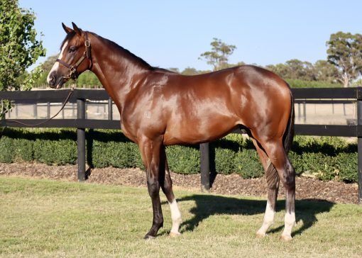 Toronado x Zurella 24