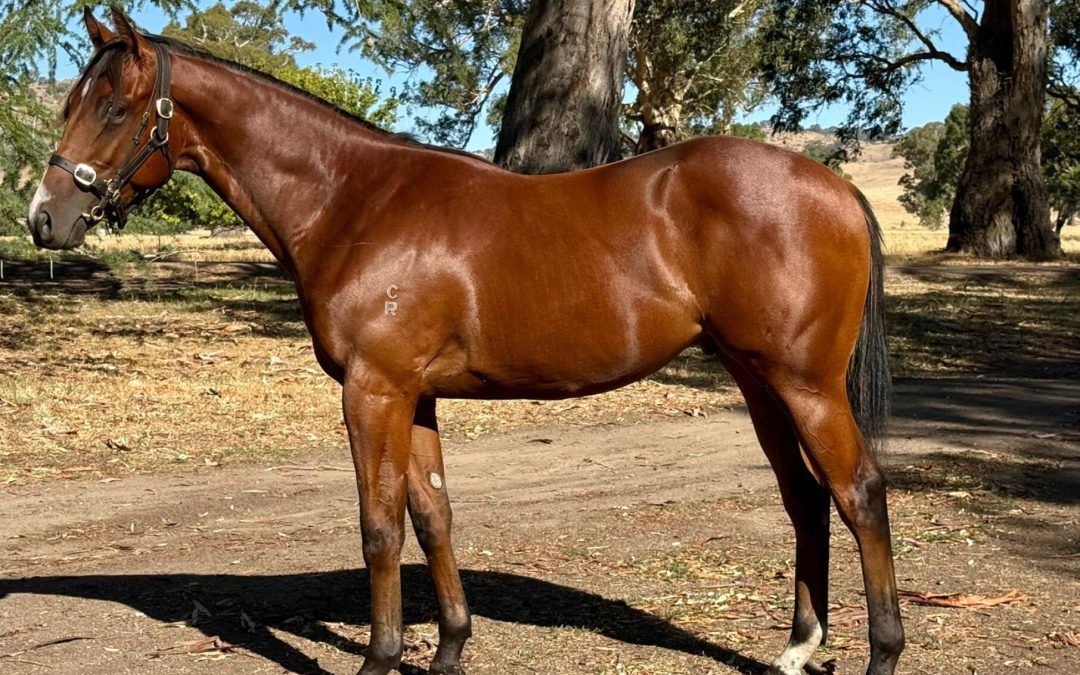 Bon Aurum X Roman Belle 24