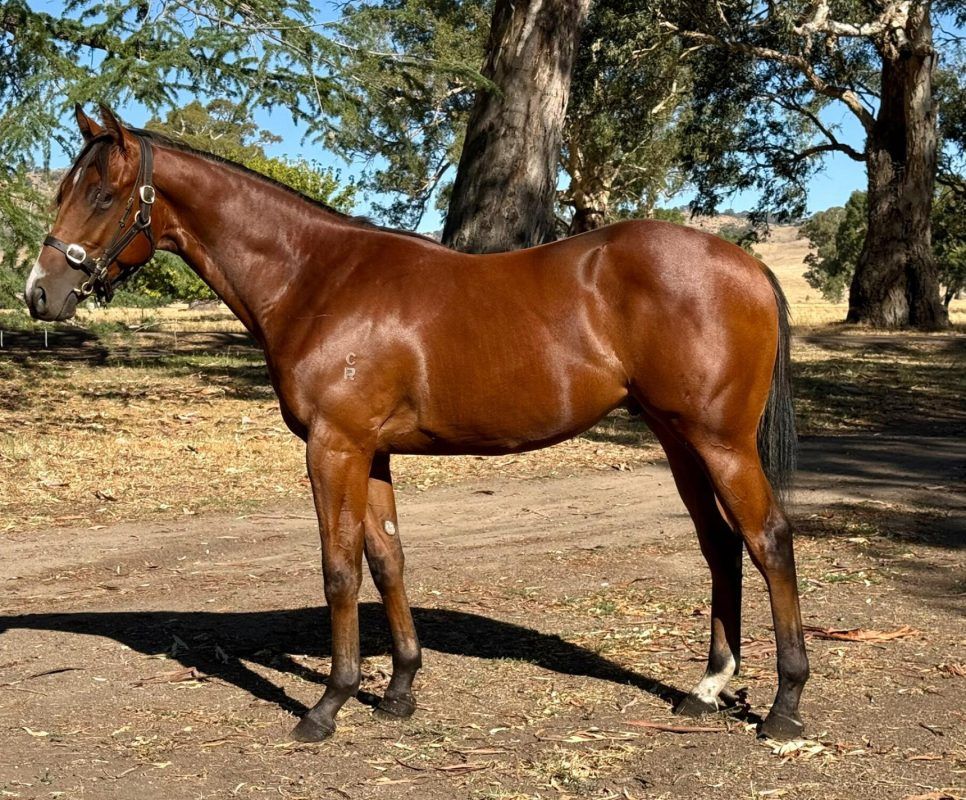 Bon Aurum X Roman Belle 24