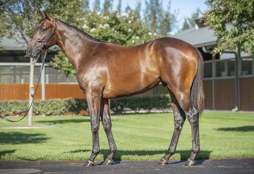 Hitotsu X Top Cuban 24