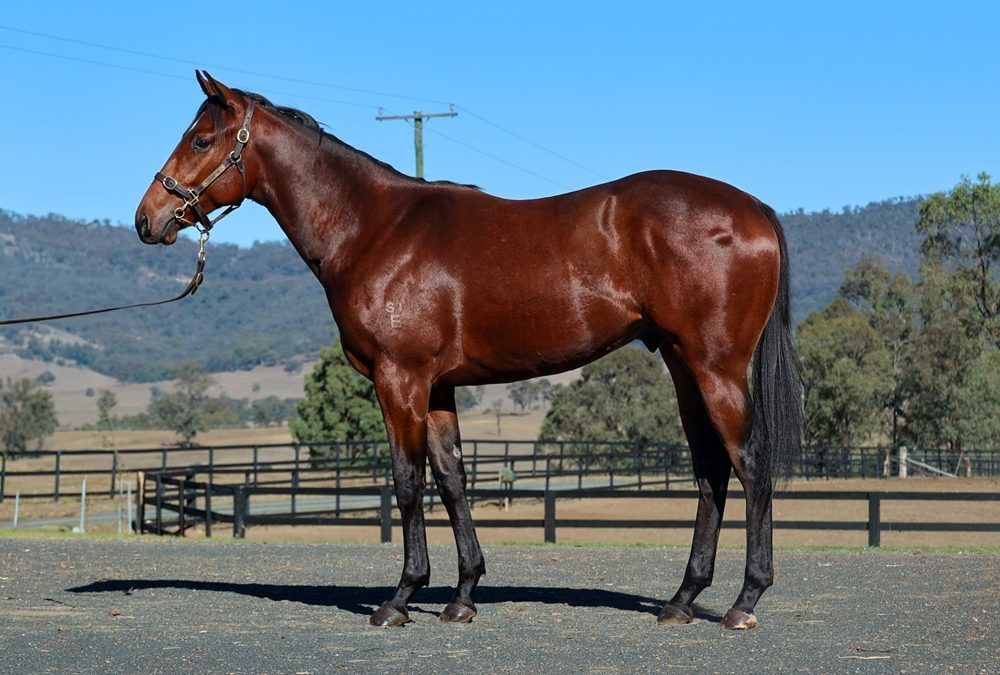 Acrobat X Fortune Smiles 24