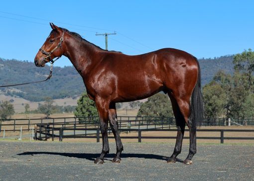 Acrobat X Fortune Smiles 24