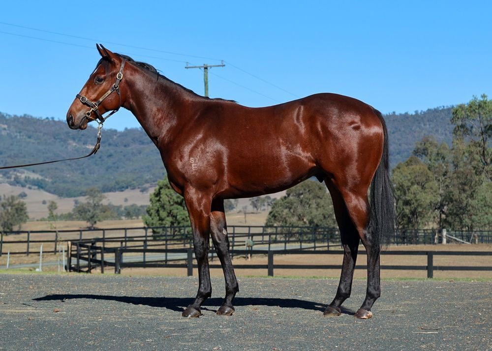 Acrobat X Fortune Smiles 24