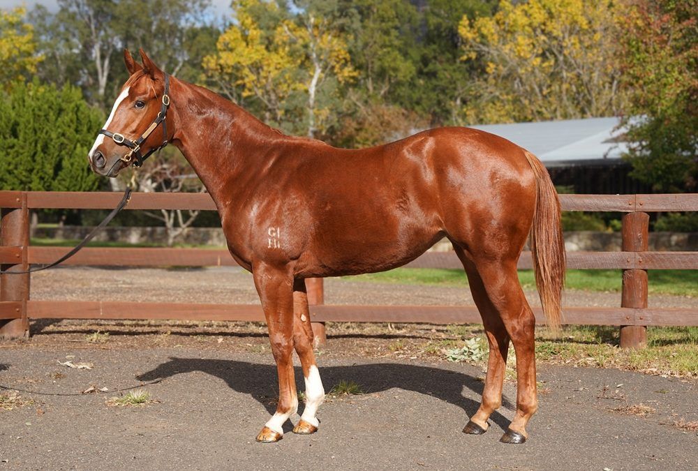 Headwater X Katie Did It 24