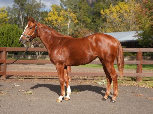 Headwater X Katie Did It 24