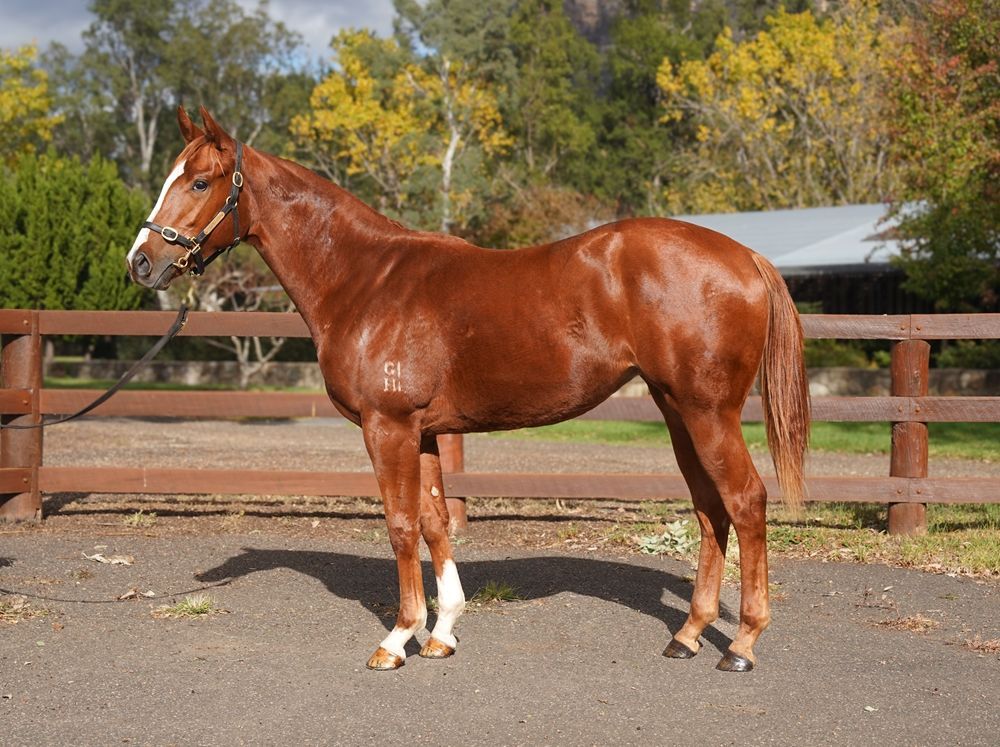 Headwater X Katie Did It 24