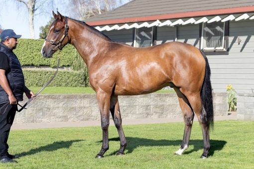 Redwood X Jolie Blonde (NZ) 24