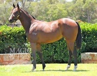 Third Purchase, War Chant X Fairy Fix Brown Colt At MM Sale