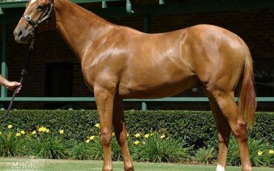 Cracking Henny Hughes Chestnut Colt