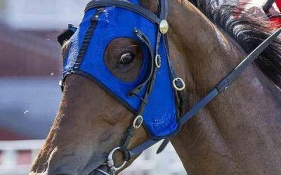 Vital Edition To Compete In MM Challenge Stakes