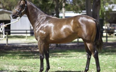 Ben Pearce Racing Goes Shopping At Magic Millions Sale
