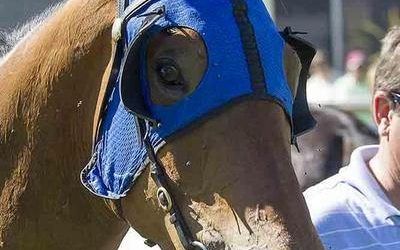 Mad Brad Lands The Prize At Belmont