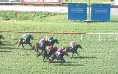 Danablue Wins At Belmont