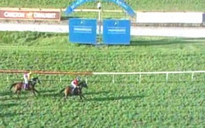 Vital Edition Impressive At Belmont