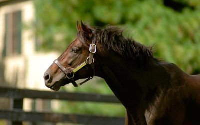 Ben Pearce Shows Support For War Chant