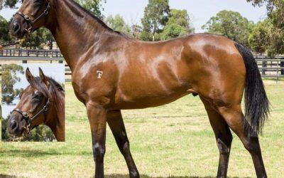 Yearling Opportunity