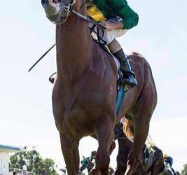 Last Start Winner Roman Fighter To Compete At Ascot