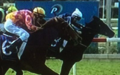 Le Patron Game In Defeat At Belmont