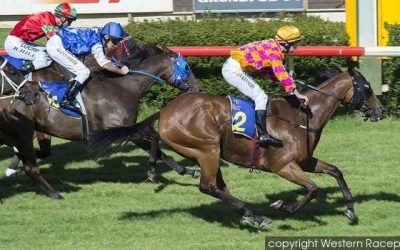 Danablue To Compete In The Chaff City Pinjarra Classic On Sunday