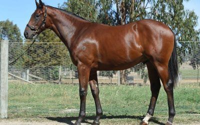 Ben Pearce Opens Account At The Inglis Premier Yearling Sale