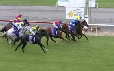 Corse He’s Quick Lands Another Placing At Narrogin