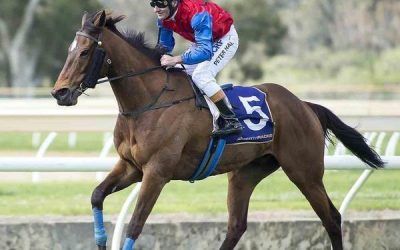 Raising Dubai To Have Another Crack  At Belmont On Saturday