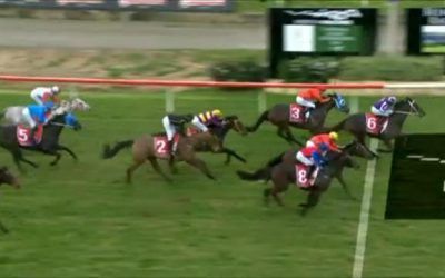 Raising Dubai Runs An Honest 3rd At Belmont