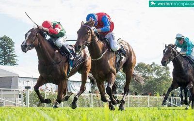 Handy Pearce team engaged at Ascot opener